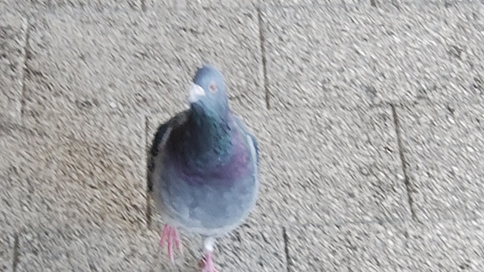 駅構内をせわしく歩き回る鳩