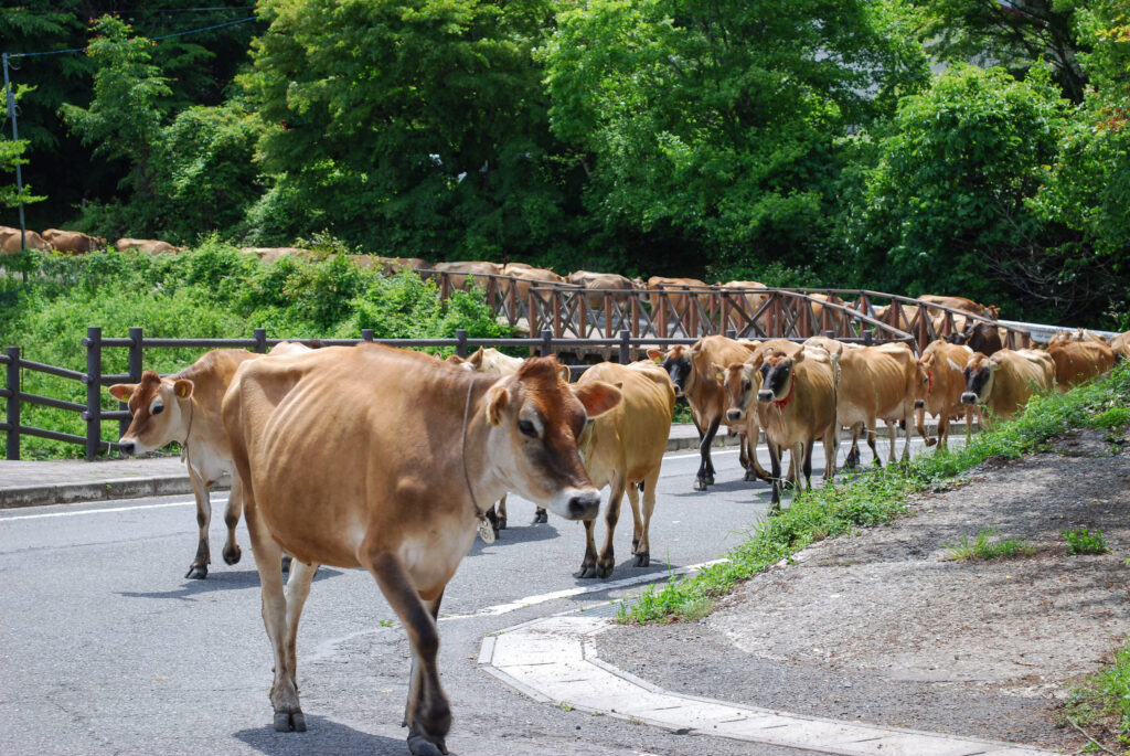 神津牧場の道路を列になって歩くジャージー牛の群れ
