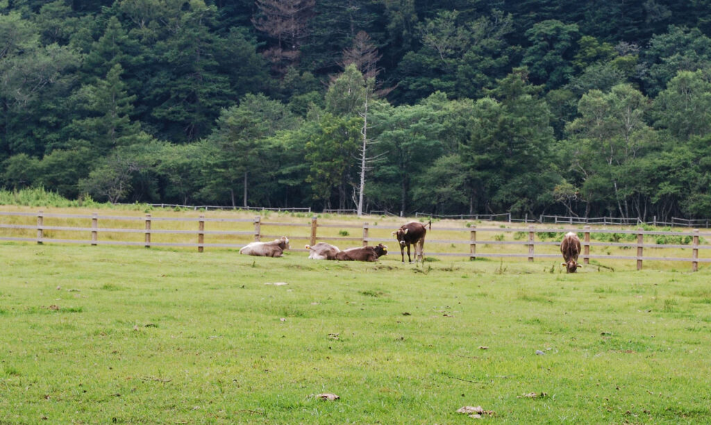 光徳牧場の緑の草地で休んだり草を食べたりする牛たち