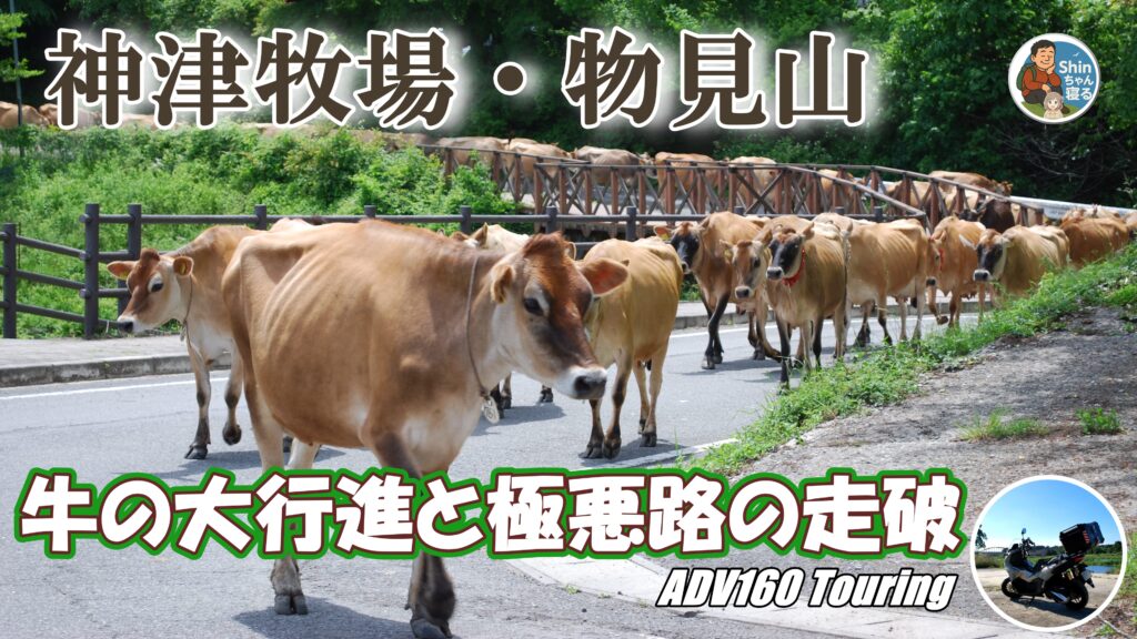 神津牧場の牛の大行進