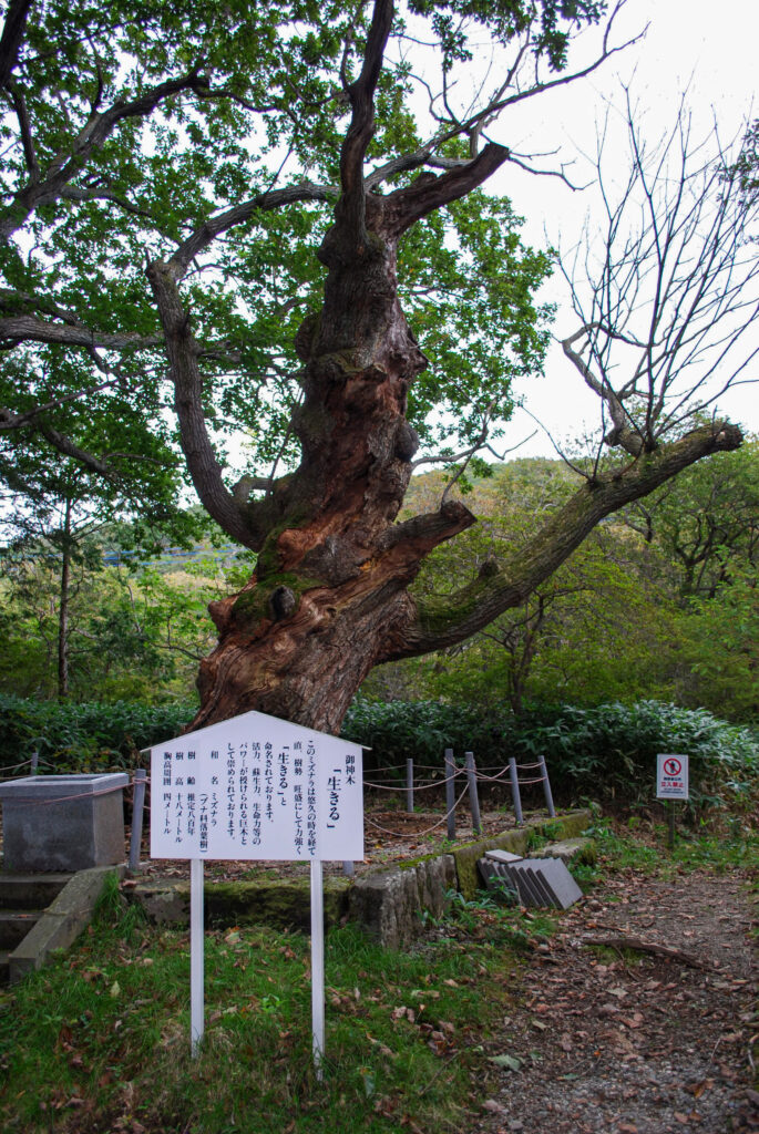 那須温泉神社の御神木「生きる」。傷んだ太い幹から枝を広げる推定樹齢800年の古木。
