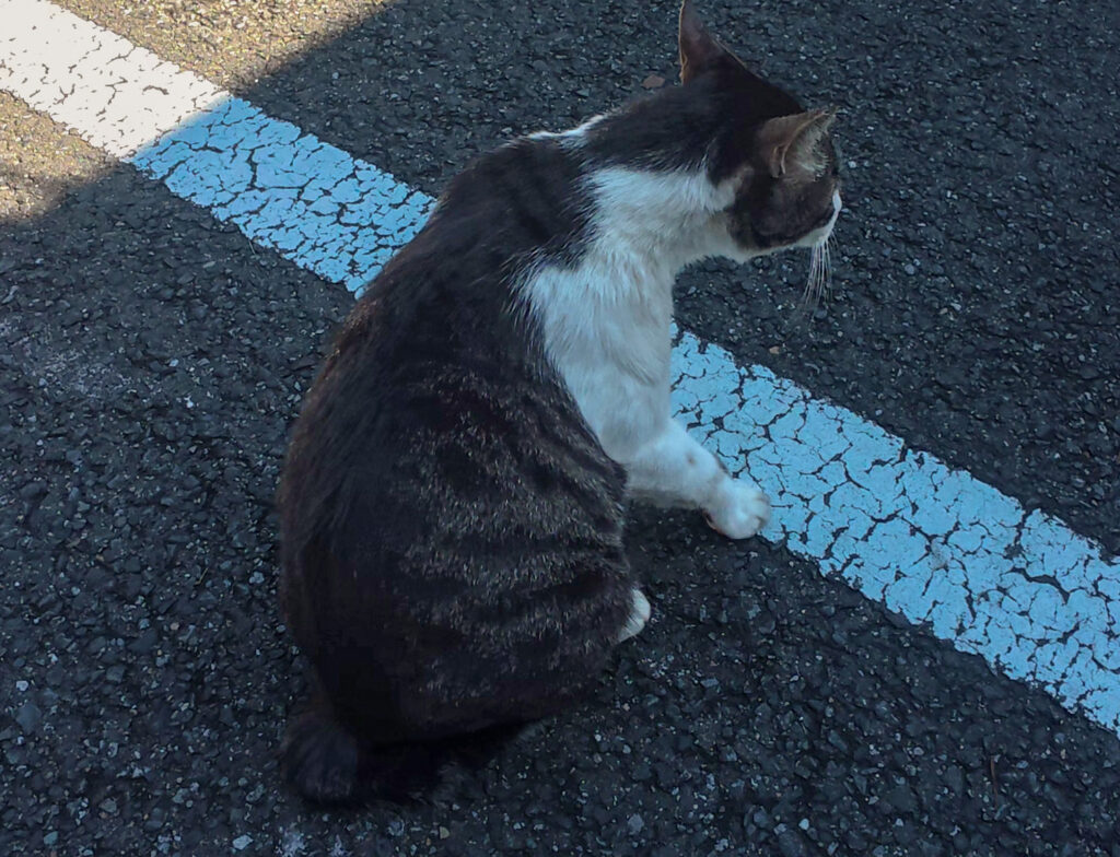 唐沢山の駐車場付近で出会った白と黒の毛並みの猫